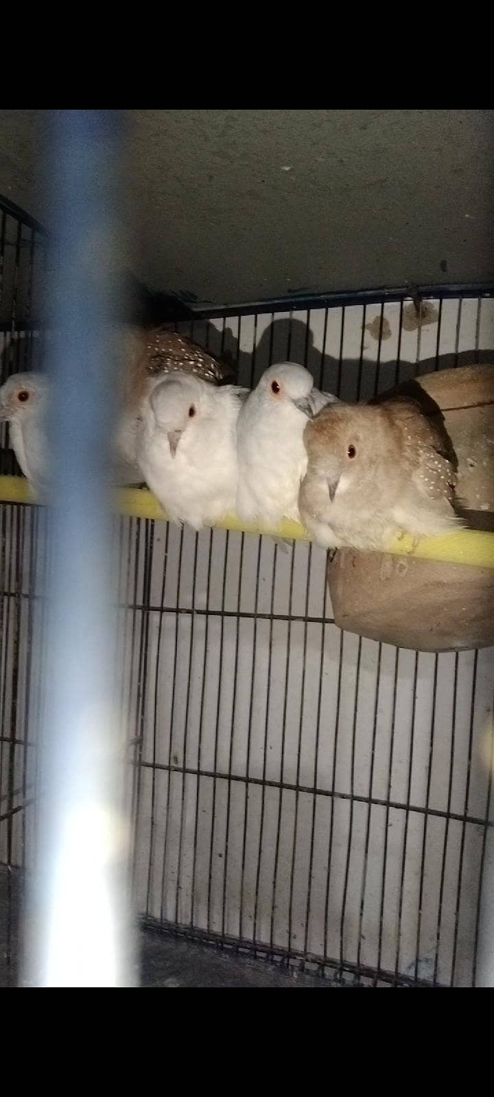 lovebirds  java  dove 2