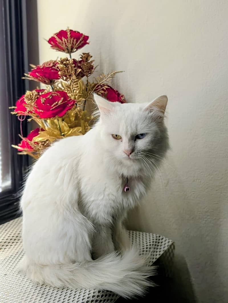 Persian cat 3 code 2