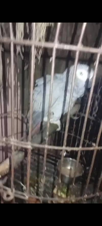 gray parrot for sale