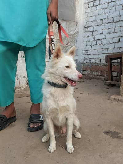 healthy dog for sale