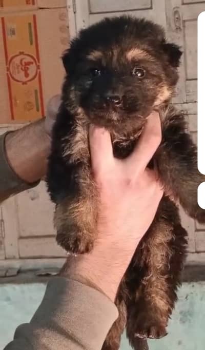 Garman Shafet high quality long coat puppy