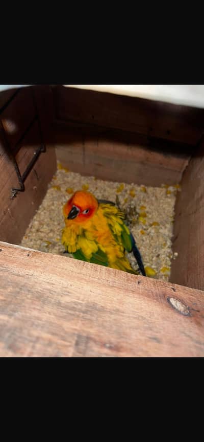 Breeder High Red Factor Sun Conor With DNA