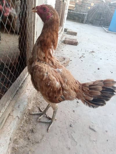 thai burmi female 03209745706