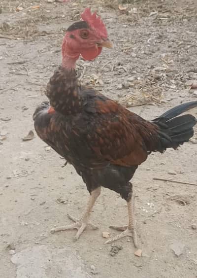 desi phatta / eggs hen