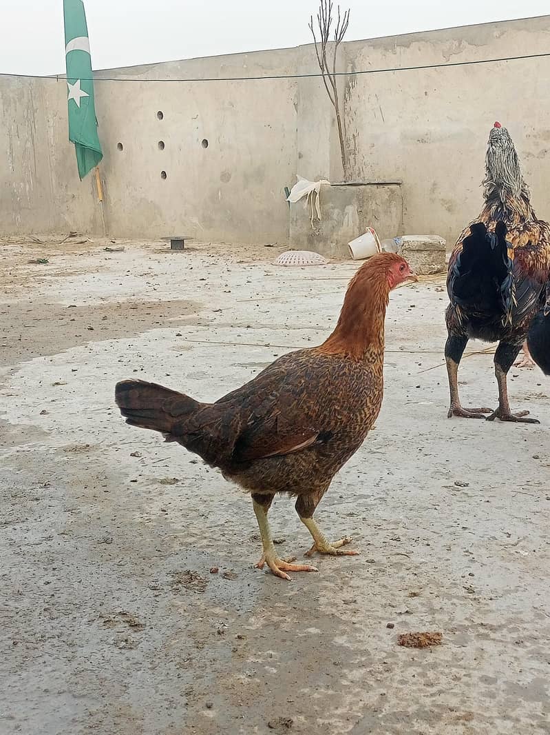 دیسی مرغیاں براے فروخت 0