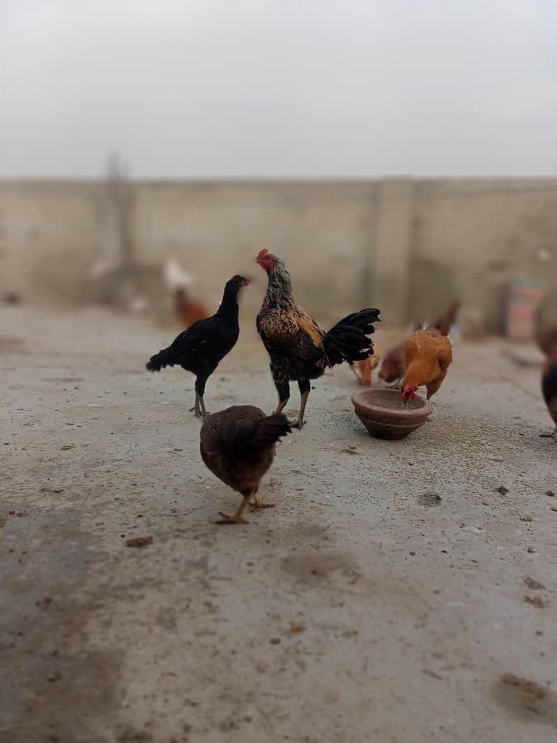 دیسی مرغیاں براے فروخت 1