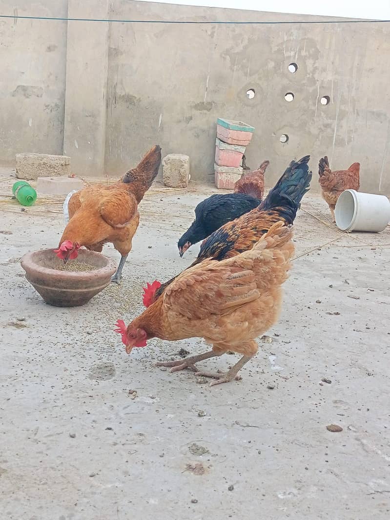 دیسی مرغیاں براے فروخت 2