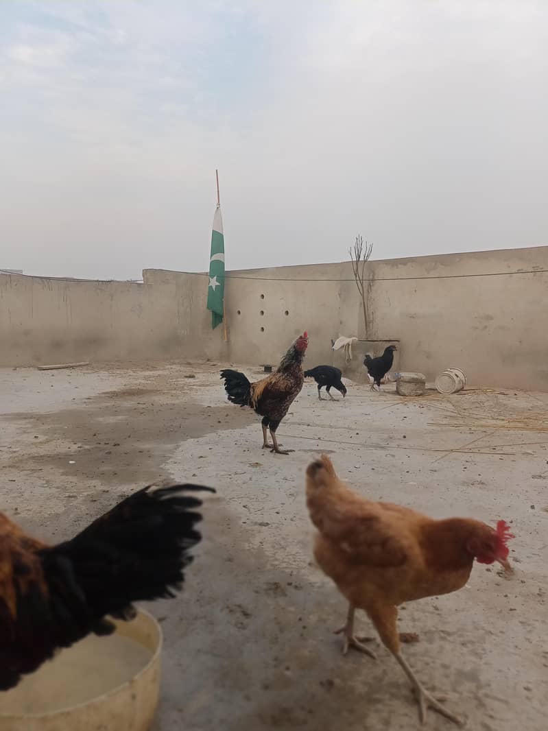 دیسی مرغیاں براے فروخت 3