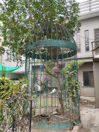 bird cage for sale
