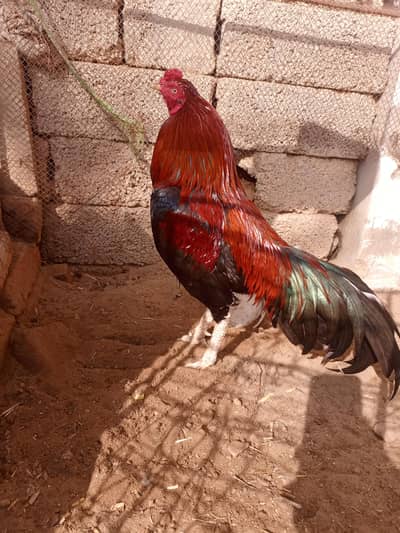 Thai cross Aseel patha Top quality