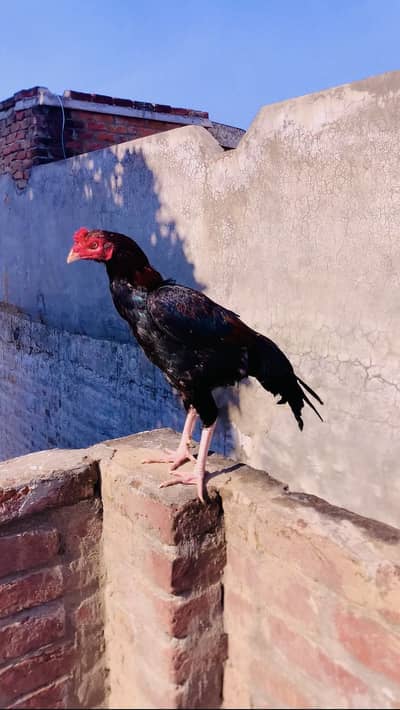 Asseal male and female