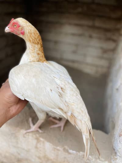 High quality birds available cargo available