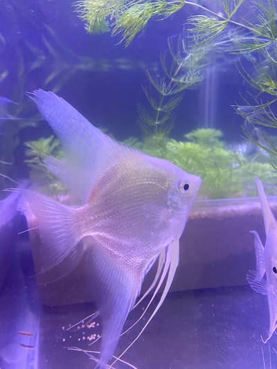 PLATINUM ANGEL FISH