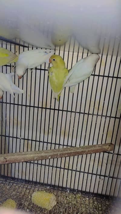 Love Bird Decino Albino red Eye