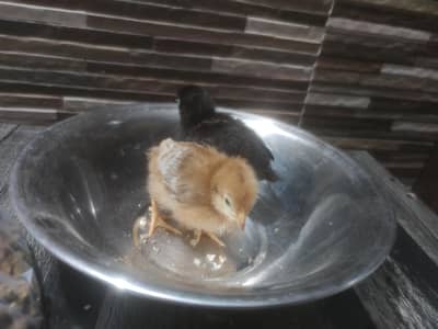 Lohmen Brown and Lohmen Black Home Bred chicks for sale