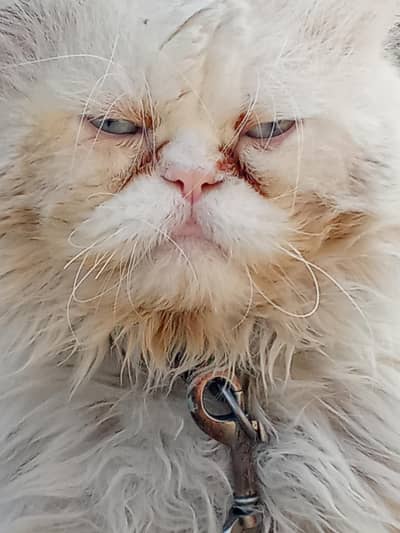 Persian male available for matting(not for sale)