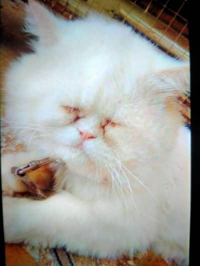 Persian male available for matting(not for sale)