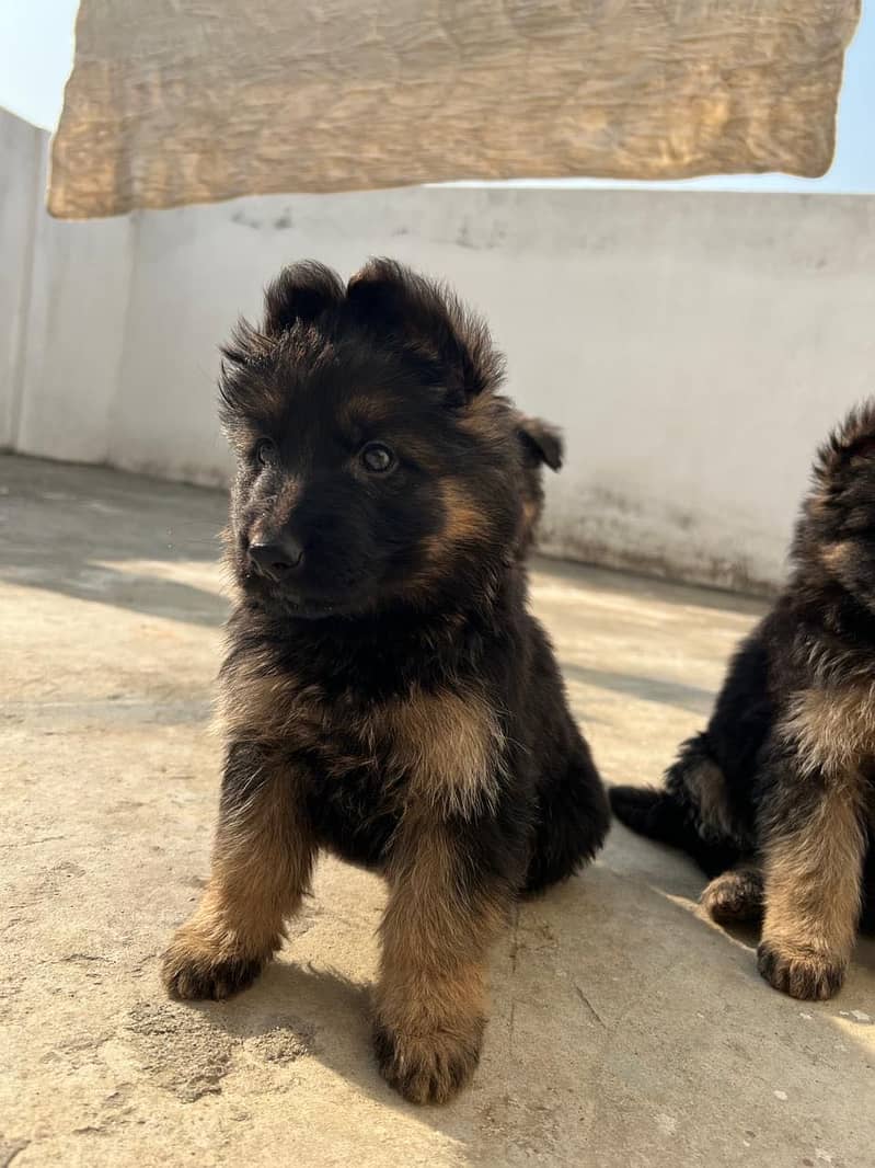 German Shepard 1