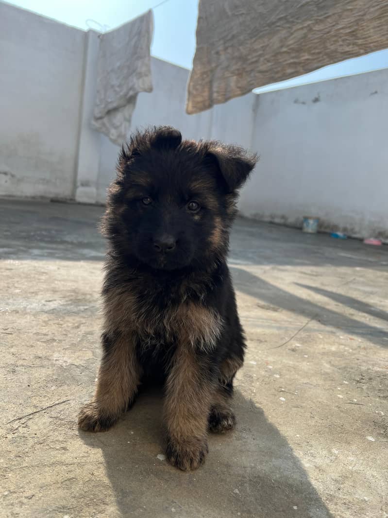 German Shepard 2