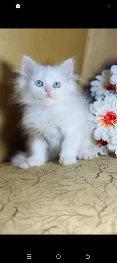 Persian Triple Coated Cats & Kittens