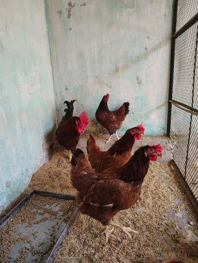 RIR egg laying female