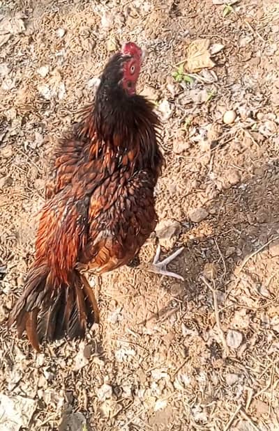 Aseel demo patha for sale