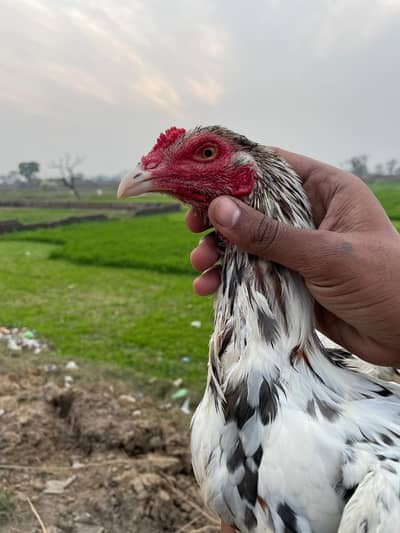 cheena aseel walaiti patha white nok nali ma available for sale