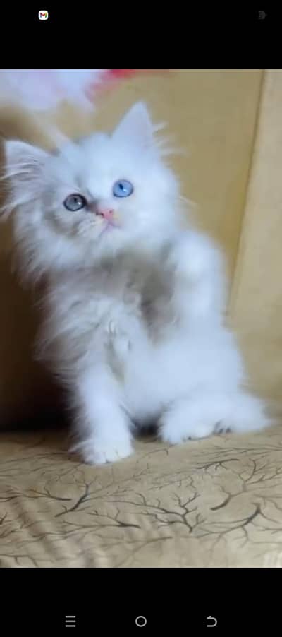 Persian Kittens Triple Coated