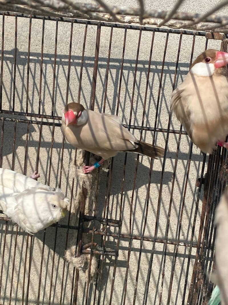 fawn java pair for sale 0