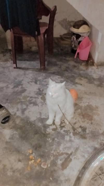 cat for sale white colour