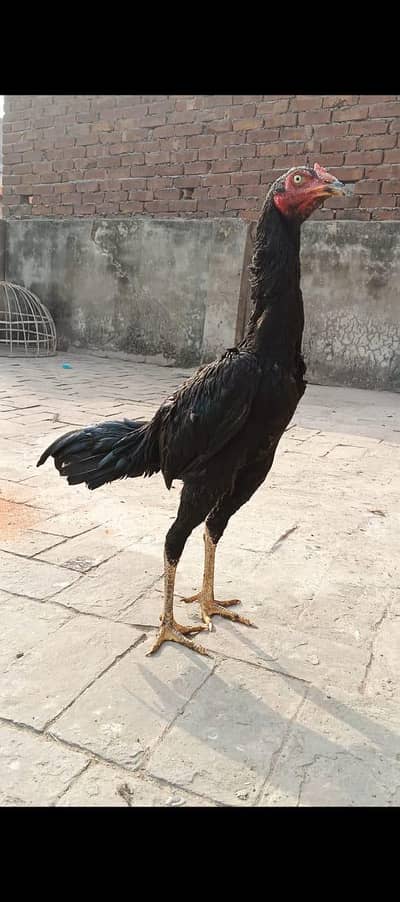 03034926094 Whatsapp Thai cross 2 patha  athi 1 Jawa patha urgent sall