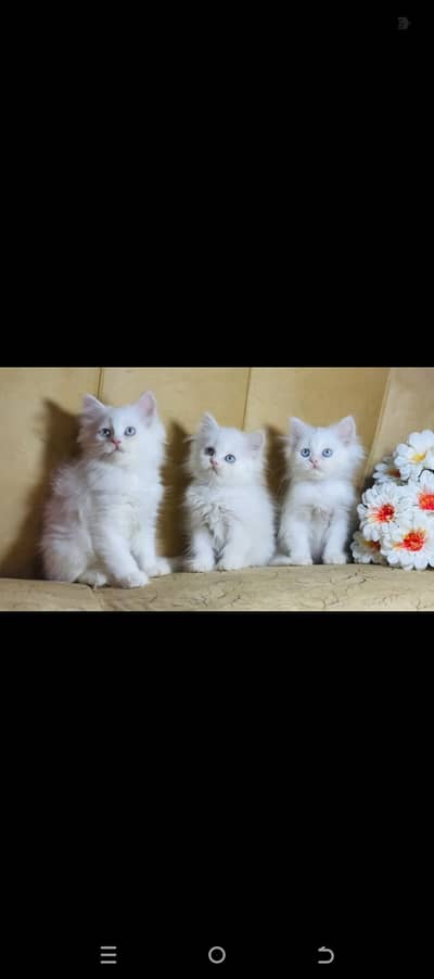Persian Long Coated Trained Kittens