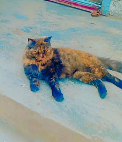 German commander female  cats