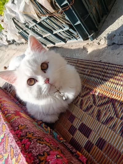 Persian Kitten