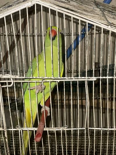 Talking parrot with cage for sale