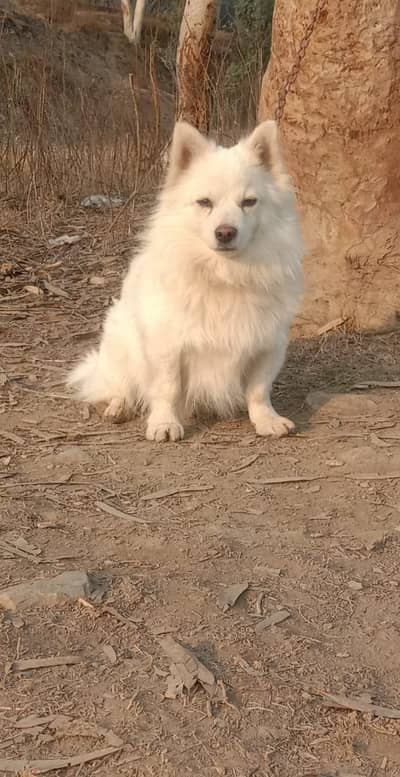 Russian double coat male  10 month for sale