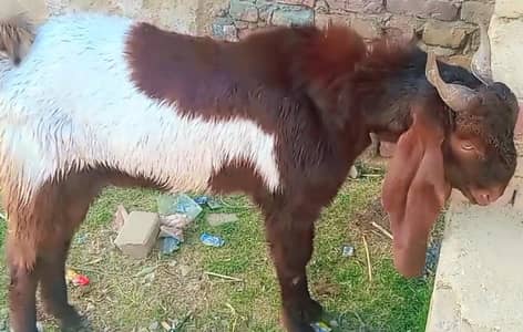 Top Quality kheera breeder 50kg live weight