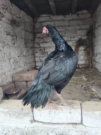 jeet black madi for sale