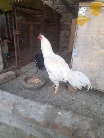 white aseel Heera male