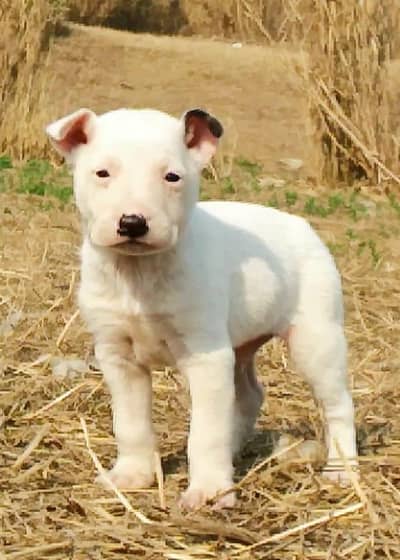 paver Guwahati gultair male for sale available