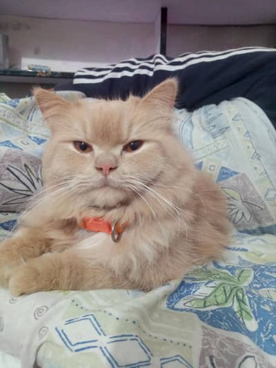 cat for sale , Persian triple coat