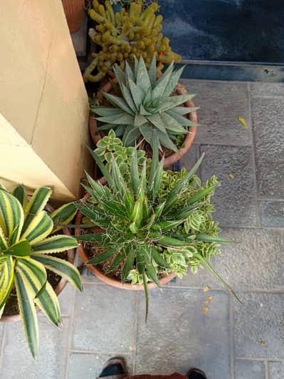 Premium Plant Pots & Planters for Home and Garden