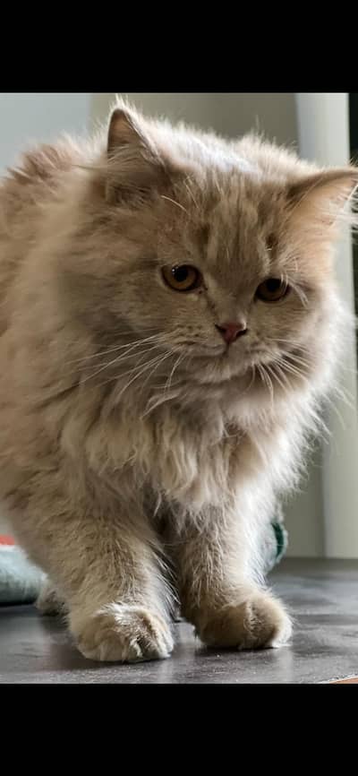 persian fone color semi punch