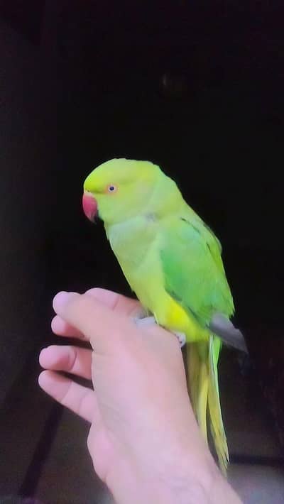 03369510495 Green ringneck parrot handtame