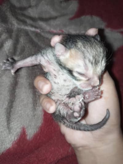 Beautiful Cats for Sale – Very Friendly