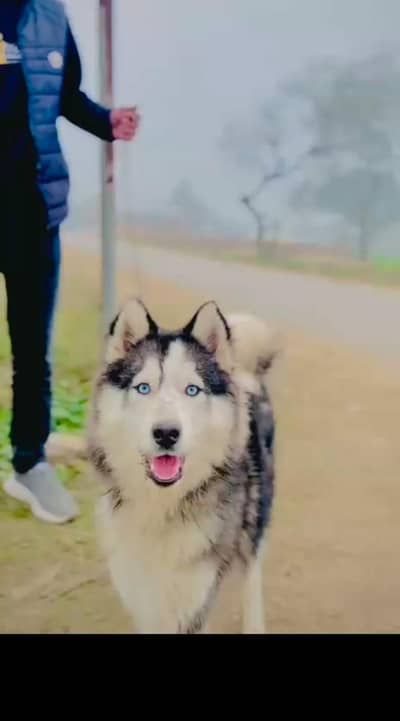 Siberian Husky Male blue yes | woolly coat | black white | Husky