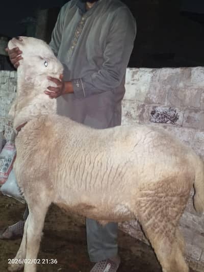 High quality Mundra in Heavy weight. . .