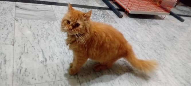 Persian - punch face