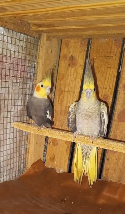 Cocktail and Australian Parrots For Sale