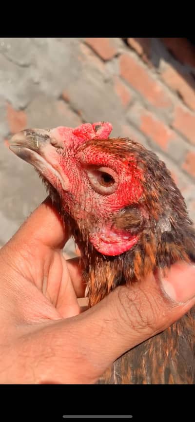 Aseel murgi for sale